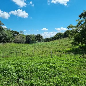 Chácara, no bairro Fazenda Souza em Caxias do Sul para Comprar