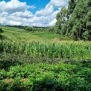 Chácara, no bairro Fazenda Souza em Caxias do Sul para Comprar