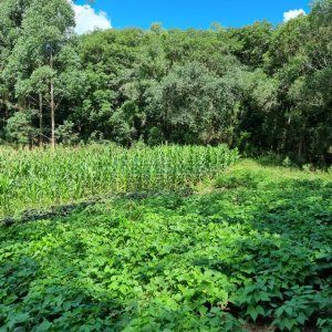 Chácara, no bairro Fazenda Souza em Caxias do Sul para Comprar