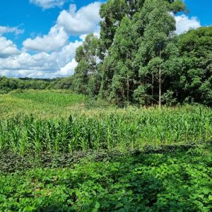 Chácara, no bairro Fazenda Souza em Caxias do Sul para Comprar