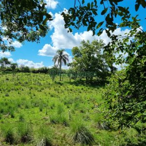 Chácara, no bairro Fazenda Souza em Caxias do Sul para Comprar