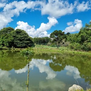Chácara, no bairro Fazenda Souza em Caxias do Sul para Comprar