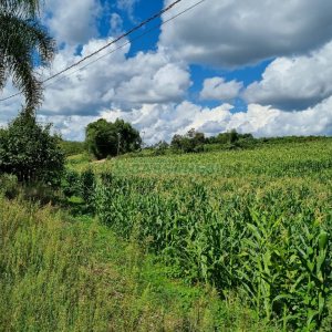 Chácara, no bairro Fazenda Souza em Caxias do Sul para Comprar