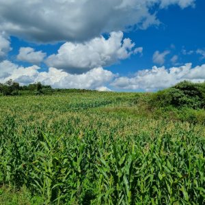Chácara, no bairro Fazenda Souza em Caxias do Sul para Comprar