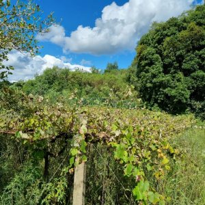 Chácara, no bairro Fazenda Souza em Caxias do Sul para Comprar