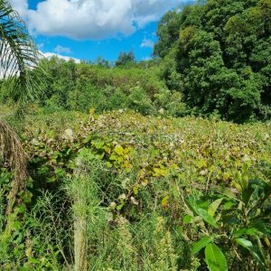 Chácara, no bairro Fazenda Souza em Caxias do Sul para Comprar