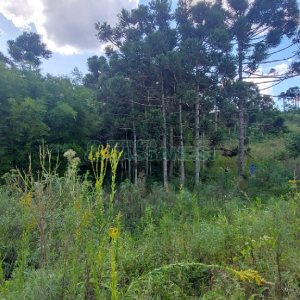 Chácara, no bairro Nossa Senhora das Graças em Caxias do Sul para Comprar