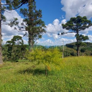 Chácara, no bairro Nossa Senhora das Graças em Caxias do Sul para Comprar