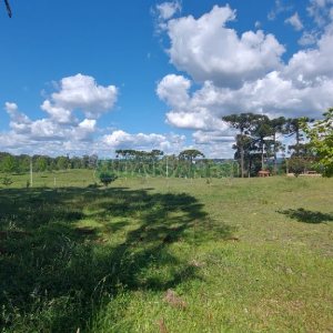 Chácara, no bairro Nossa Senhora das Graças em Caxias do Sul para Comprar