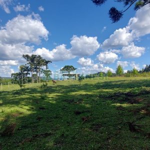 Chácara, no bairro Nossa Senhora das Graças em Caxias do Sul para Comprar