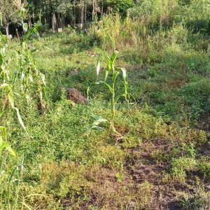 Chácara com 100m², 4 dormitórios, 1 vaga, no bairro Fazenda Souza em Caxias do Sul para Comprar