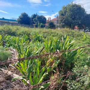 Terreno, no bairro Cinqüentenário em Caxias do Sul para Comprar