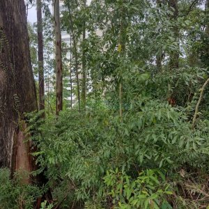 Terreno, no bairro Petrópolis em Caxias do Sul para Comprar