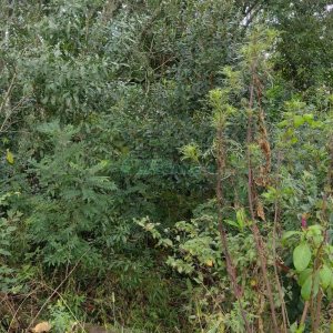 Terreno, no bairro Petrópolis em Caxias do Sul para Comprar