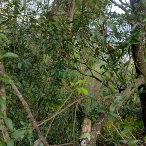 Terreno, no bairro Petrópolis em Caxias do Sul para Comprar