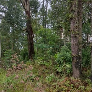 Terreno, no bairro Petrópolis em Caxias do Sul para Comprar