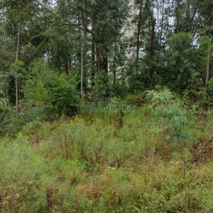 Terreno, no bairro Petrópolis em Caxias do Sul para Comprar