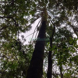 Chácara com 83m², no bairro Linha 40 em Caxias do Sul para Comprar