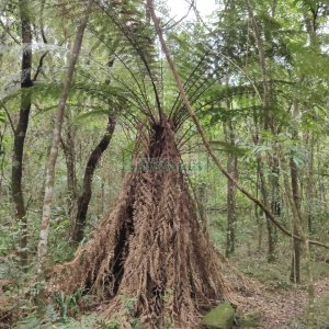 Chácara com 83m², no bairro Linha 40 em Caxias do Sul para Comprar