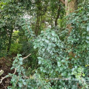 Terreno, no bairro Kayser em Caxias do Sul para Comprar