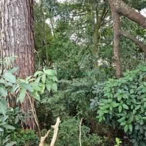 Terreno, no bairro Kayser em Caxias do Sul para Comprar
