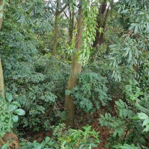 Terreno, no bairro Kayser em Caxias do Sul para Comprar