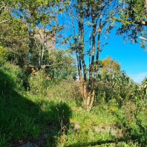 Terreno com 850m², no bairro Petrópolis em Caxias do Sul para Comprar