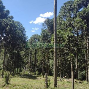 Chácara, no bairro Pedras Brancas em São Marcos para Comprar