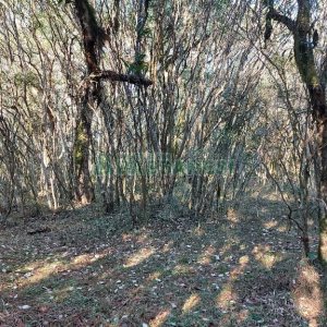 Chácara, no bairro Pedras Brancas em São Marcos para Comprar