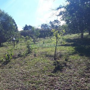 Casa com 200m², 5 dormitórios, 5 vagas, no bairro 3 Legua em Caxias do Sul para Alugar