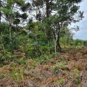 Terreno com 1787m², no bairro São Virgílio em Caxias do Sul para Comprar