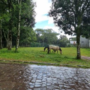 Terreno, no bairro Nossa Senhora do Rosário em Caxias do Sul para Comprar