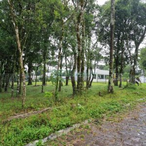 Terreno, no bairro Nossa Senhora do Rosário em Caxias do Sul para Comprar
