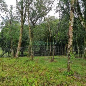 Terreno, no bairro Nossa Senhora do Rosário em Caxias do Sul para Comprar