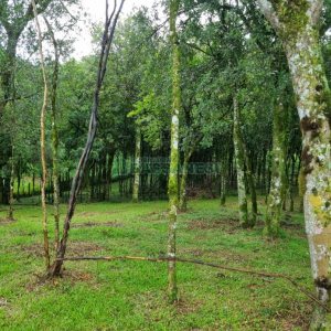Terreno, no bairro Nossa Senhora do Rosário em Caxias do Sul para Comprar