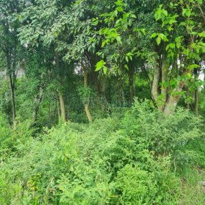 Terreno com 800m², no bairro Sant Etiene em Caxias do Sul para Comprar