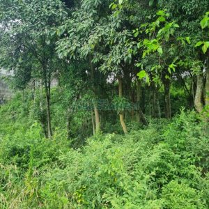 Terreno com 800m², no bairro Sant Etiene em Caxias do Sul para Comprar