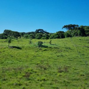 Chácara, no bairro Vila Seca em Caxias do Sul para Comprar