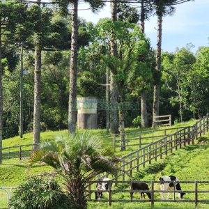 Chácara com 400m², 3 dormitórios, 4 vagas, no bairro De Lazzer em Caxias do Sul para Comprar