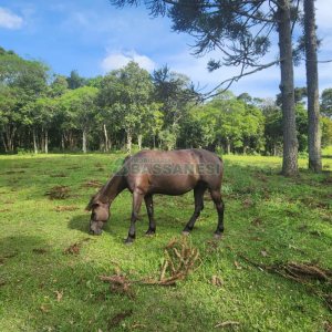 Chácara com 400m², 3 dormitórios, 4 vagas, no bairro De Lazzer em Caxias do Sul para Comprar