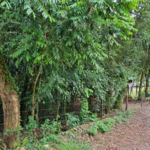 Terreno com 5000m², no bairro 3 Legua em Caxias do Sul para Comprar