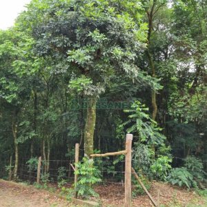 Terreno com 5000m², no bairro 3 Legua em Caxias do Sul para Comprar