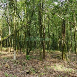 Chácara, no bairro Galópolis em Caxias do Sul para Comprar