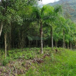 Chácara, no bairro Galópolis em Caxias do Sul para Comprar