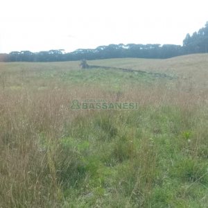 Chácara, no bairro Vila Seca em Caxias do Sul para Comprar