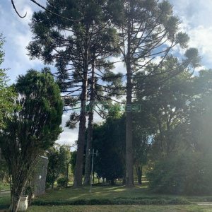 Chácara com 218m², 3 dormitórios, no bairro Pedancino em Caxias do Sul para Comprar