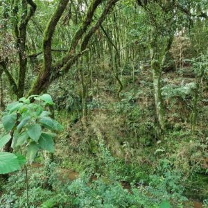 Chácara, no bairro Samuara em Caxias do Sul para Comprar