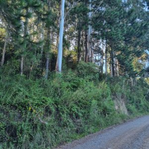 Chácara, no bairro Ana Rech em Caxias do Sul para Comprar