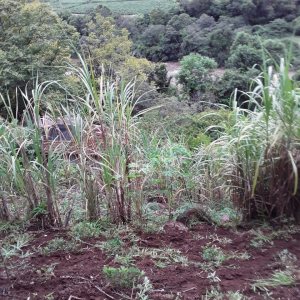Chácara, 2 dormitórios, no bairro Interior em Caxias do Sul para Comprar