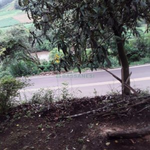 Chácara, 2 dormitórios, no bairro Interior em Caxias do Sul para Comprar